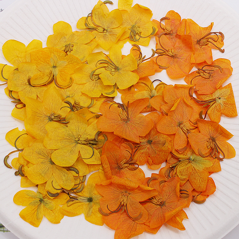 Yellow Phone Accessories - 60 Stuks Gedroogde Geperste Geel/Oranje Cassia
